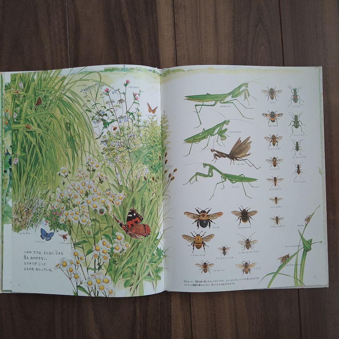 昆虫 虫 夏の虫 夏の花 645種の身近な生きものの世界 自由研究 - メルカリ