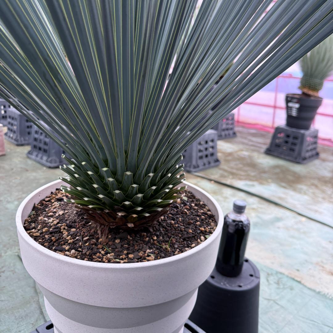 AL1049】ユッカ ロストラータ ランチョブルー 数量限定販売 - メルカリ