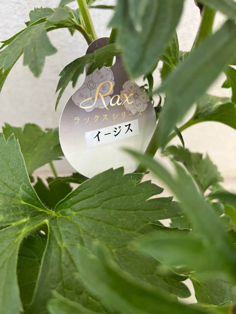 ラナンキュラス ラックス イーシス（イージス）5寸 鉢花 ラベル付 廃盤