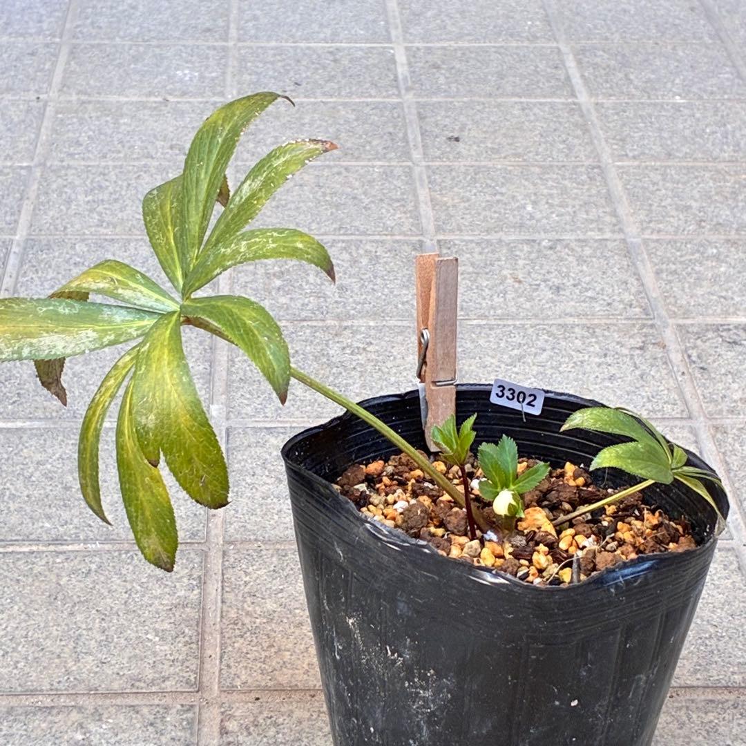 の*ん様 ☘️蕾付き☘️3302⭐️小輪⭐️SD⭐️シズカ⭐️静⭐️樋口さん⭐️