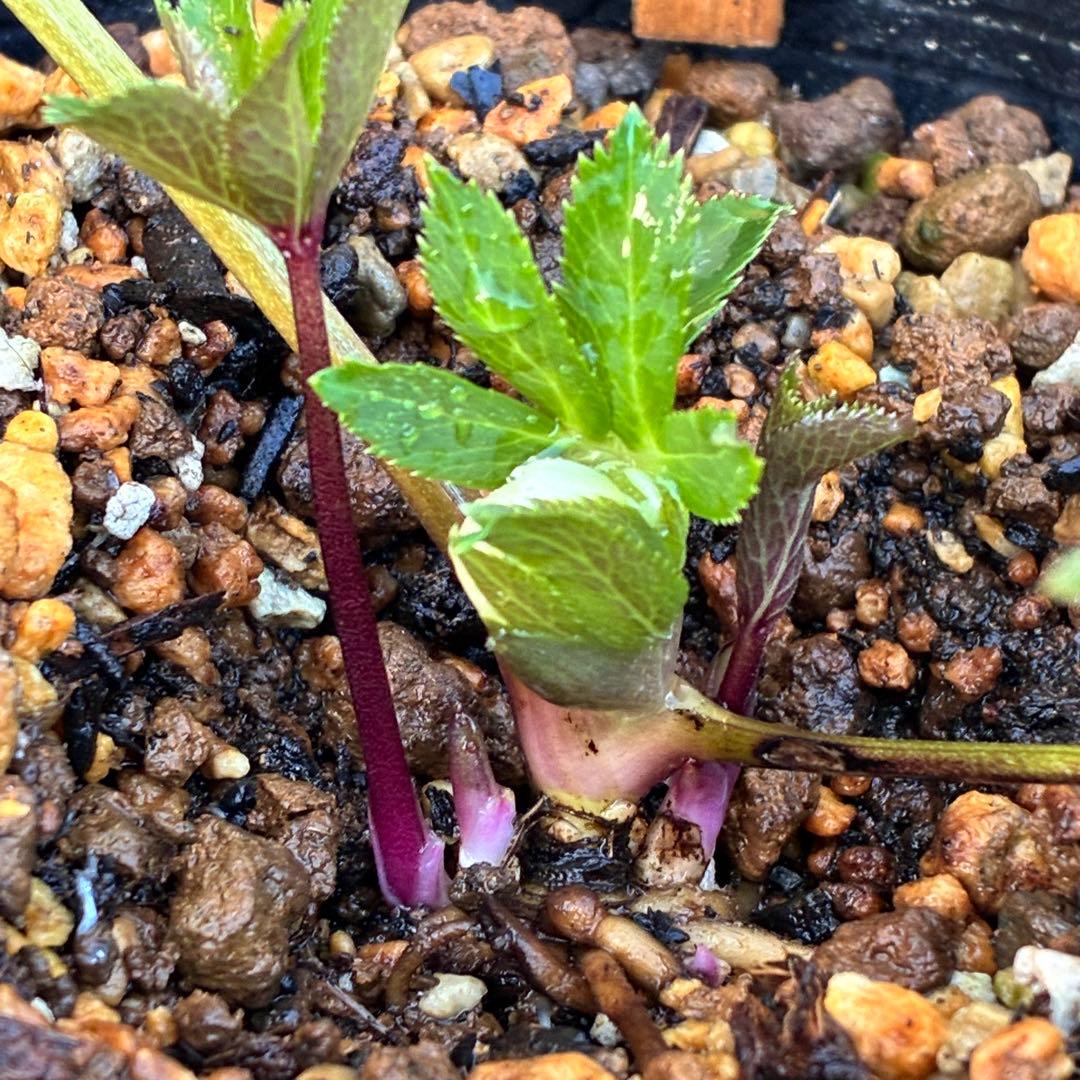 の*ん様 ☘️蕾付き☘️3302⭐️小輪⭐️SD⭐️シズカ⭐️静⭐️樋口さん⭐️