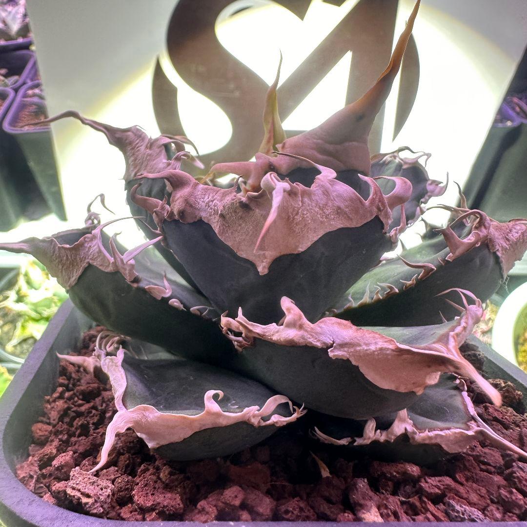 C*T様 548【上澳園芸】 アガベ チタノタshangao-005 車手（レーの通販