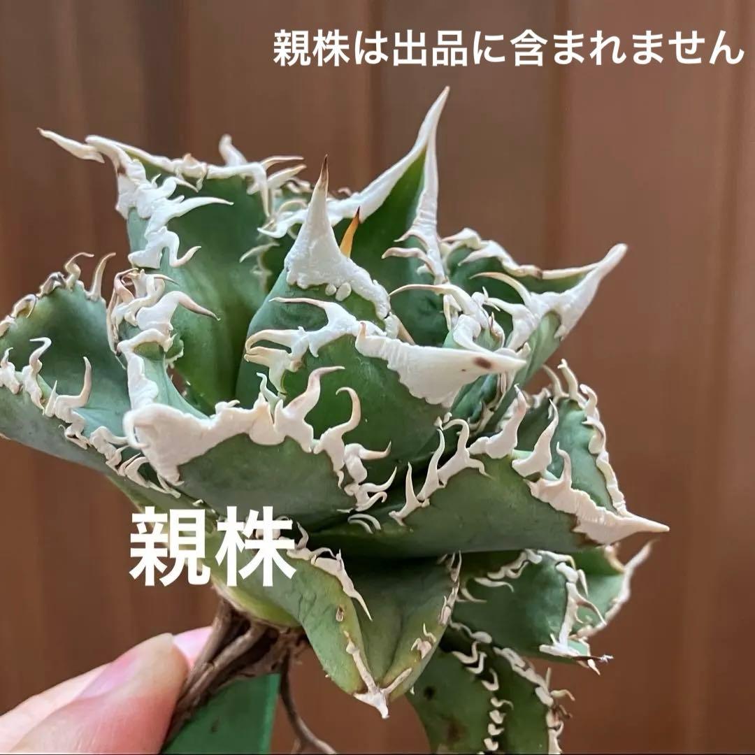 ノ*ツ様 【オークション】匿名配送　子株2株　有望　アガべ　白豪刺　OC【親株写