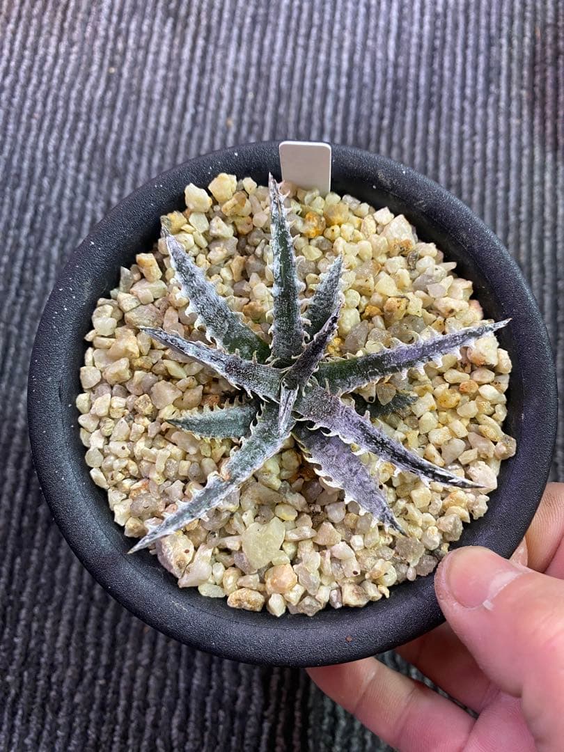 Dyckia 'Smilodon' ディッキアスミロドン