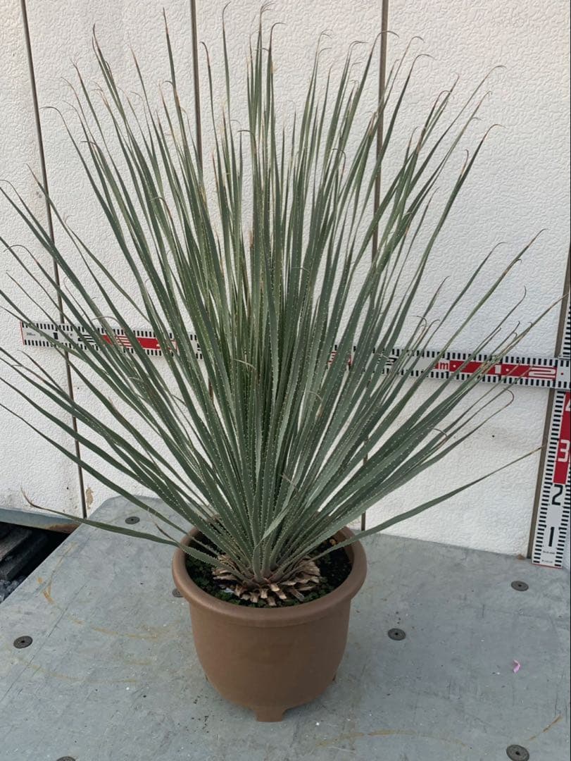 マ*キ様 ダシリリオン