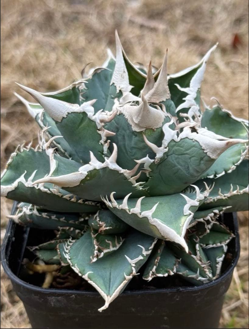 アガベ 大白鯊 子株④ - メルカリ