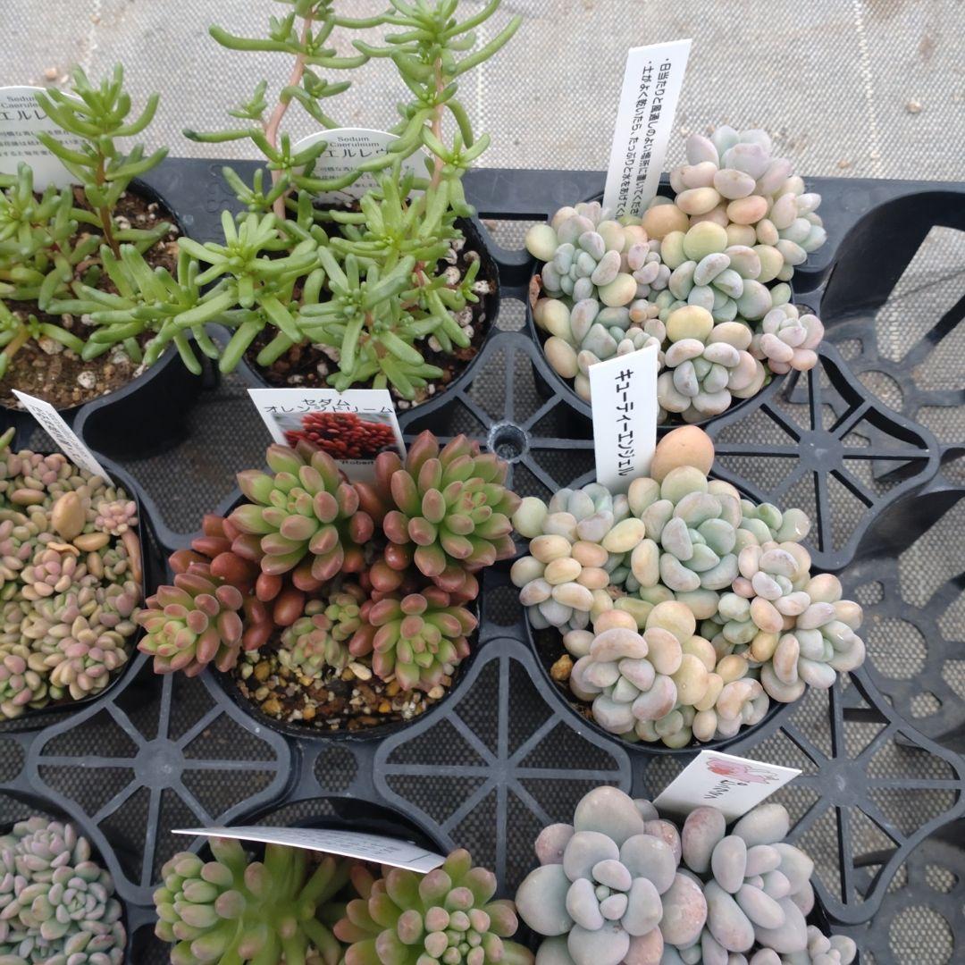 こちゃひさん専用