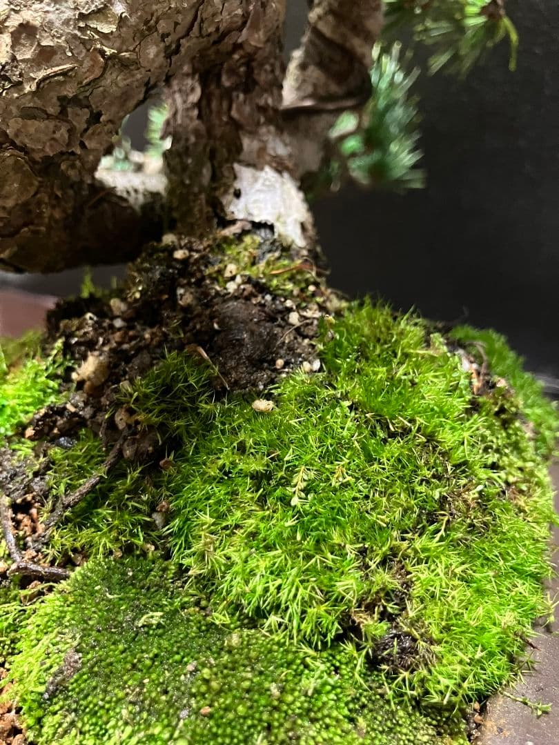 銀八房五葉松、宮島五葉松の捻転盆栽 - メルカリ