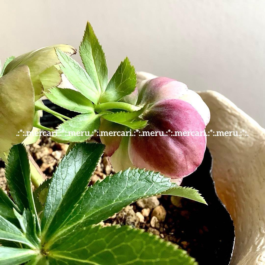 種 5粒✿クリスマスローズ☆'25 手毬交配小輪ddクリームアプリコット