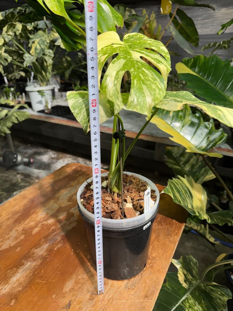 LG2モンステラ レガシー 美斑入り株