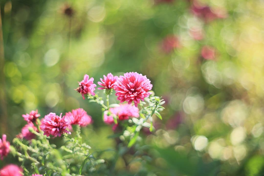 《希少》PENTACON auto 50mm F1.8 前期型 【光学美品】