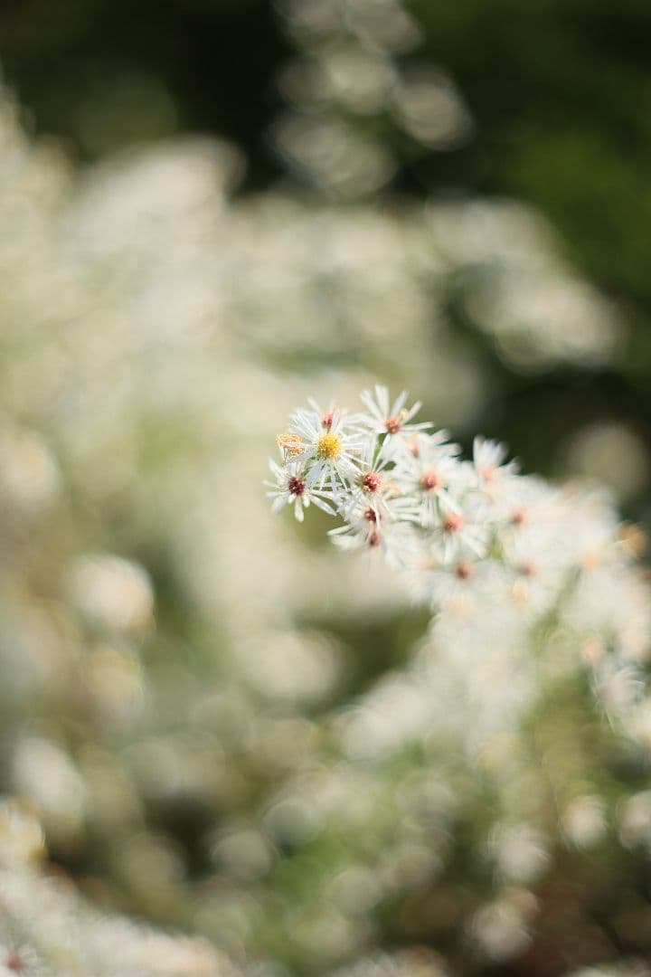 《希少》PENTACON auto 50mm F1.8 前期型 【光学美品】