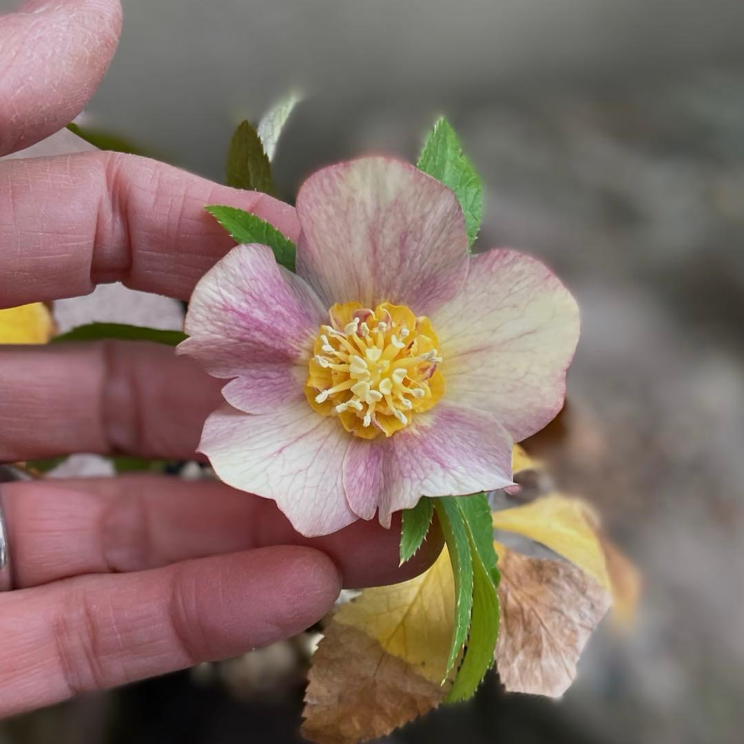 □大木ナーセリー□ いろはSD 昨シーズン株分け クリスマスローズ