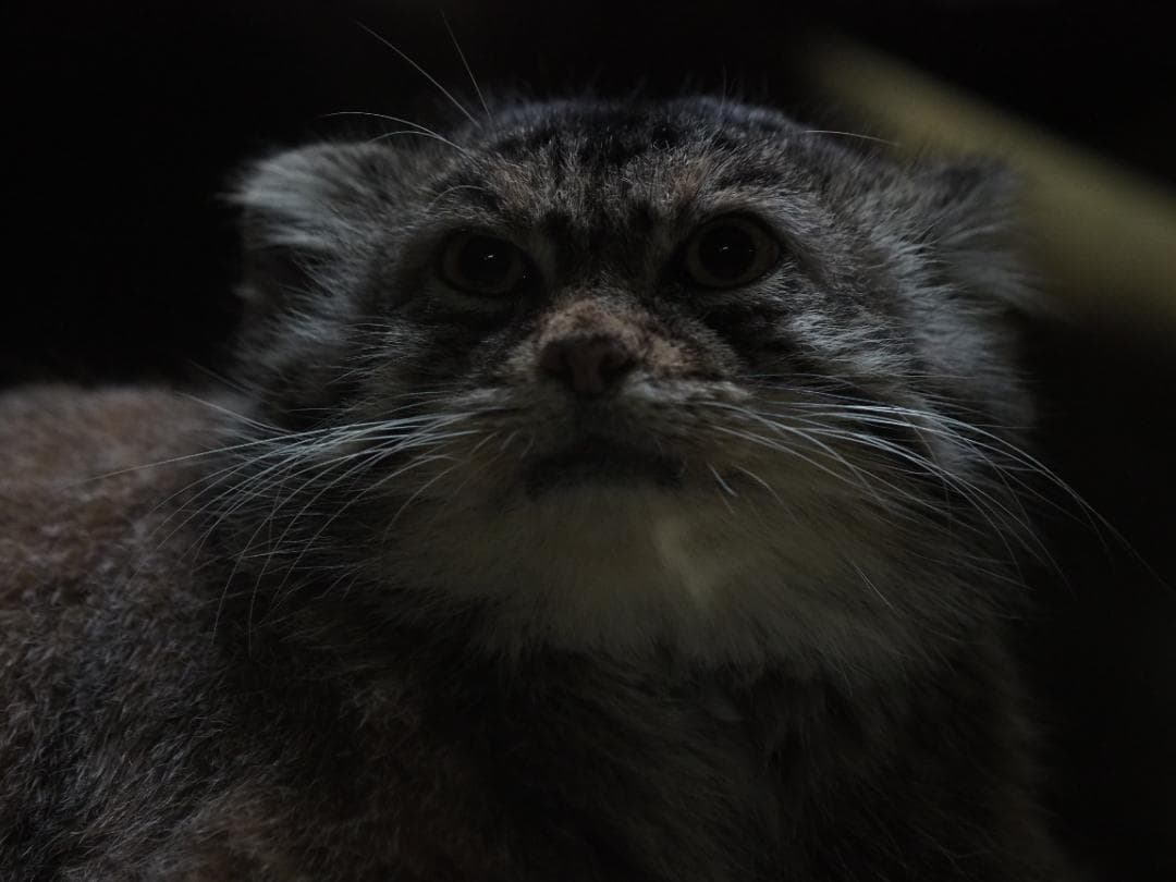 レンズ(ズーム) Olympus ZUIKODIGITAL ED 50-200mmf2.8-3.5