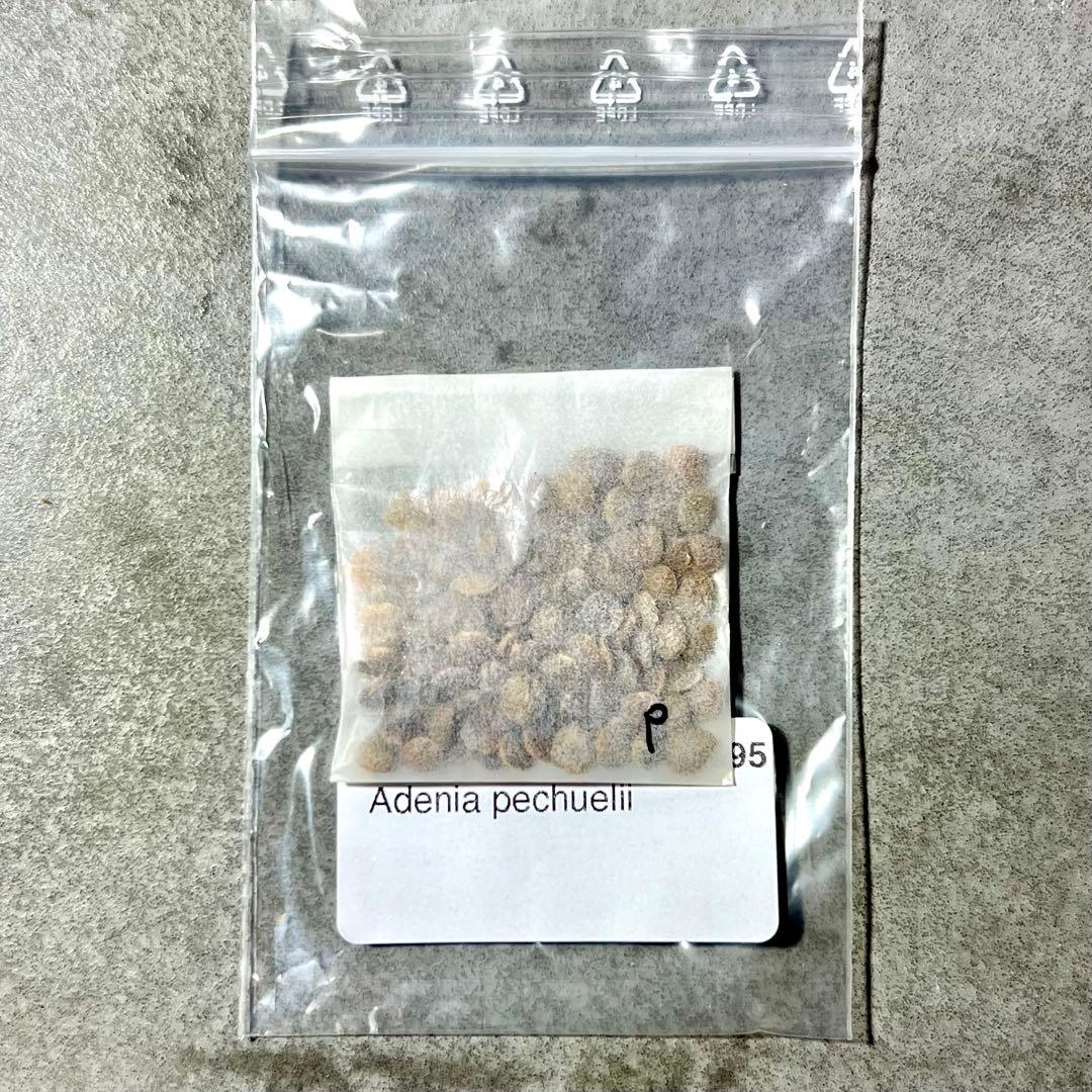 アデニア ペチュエリー 種子 5粒 adenia pechuelii seeds - メルカリ