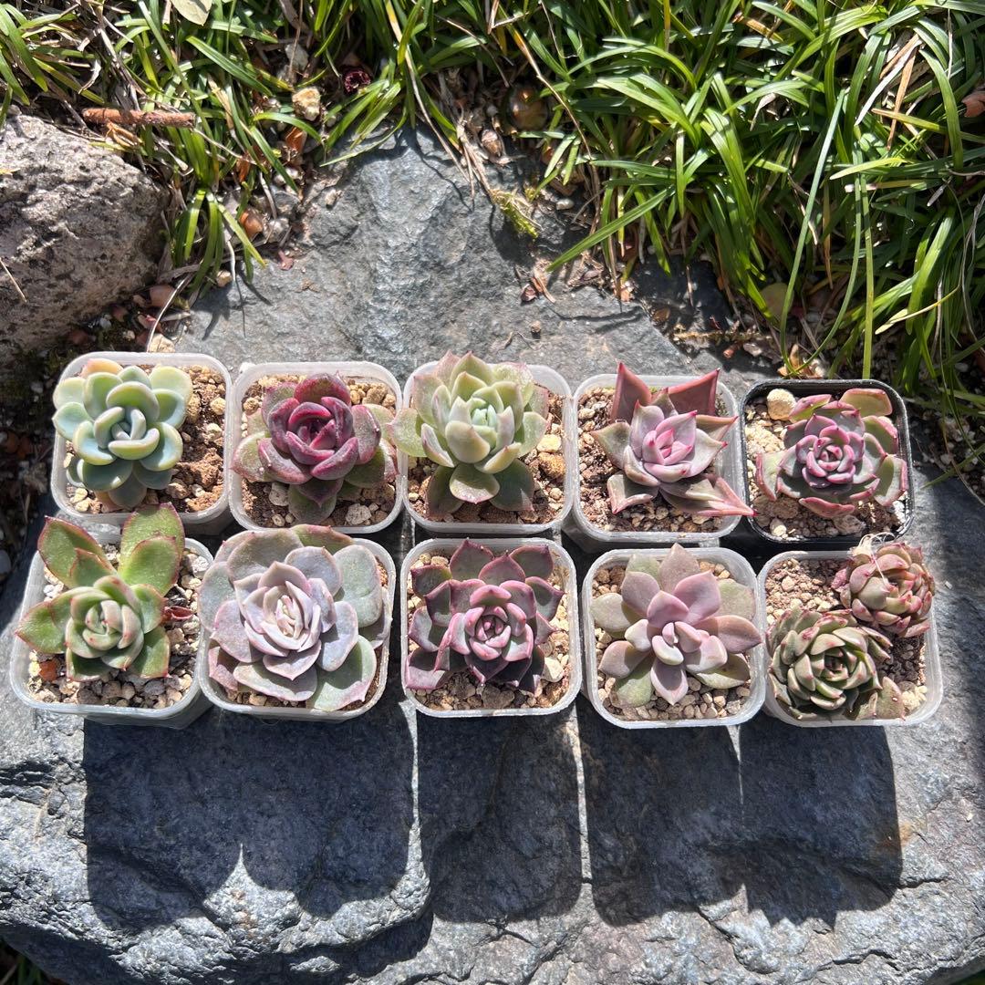 多肉植物抜き苗10種セット - メルカリ