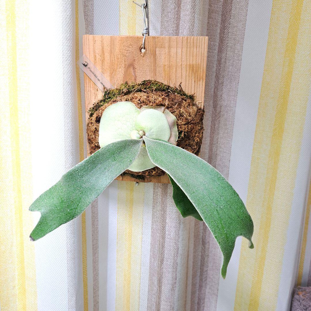 P.veitchii sp sporeling TIP#2 株分 板付 ビカクシダ P.veitchii sp