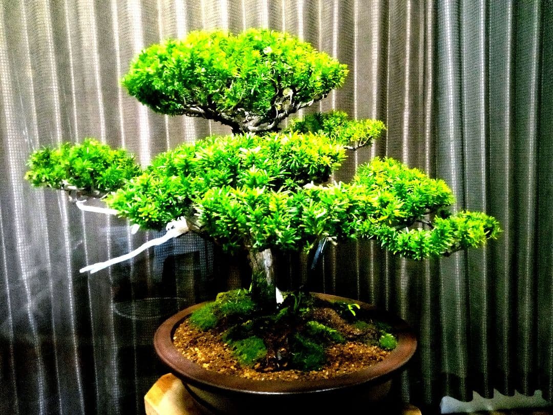 大型 一位盆栽】真柏 ⭕ド迫力❗希少価値品‼️ - メルカリ