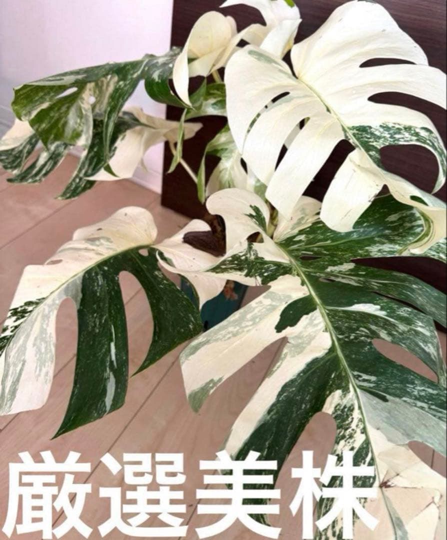 極上親株の茎！3芽付き トップカット極上茎 斑入りモンステラホワイト