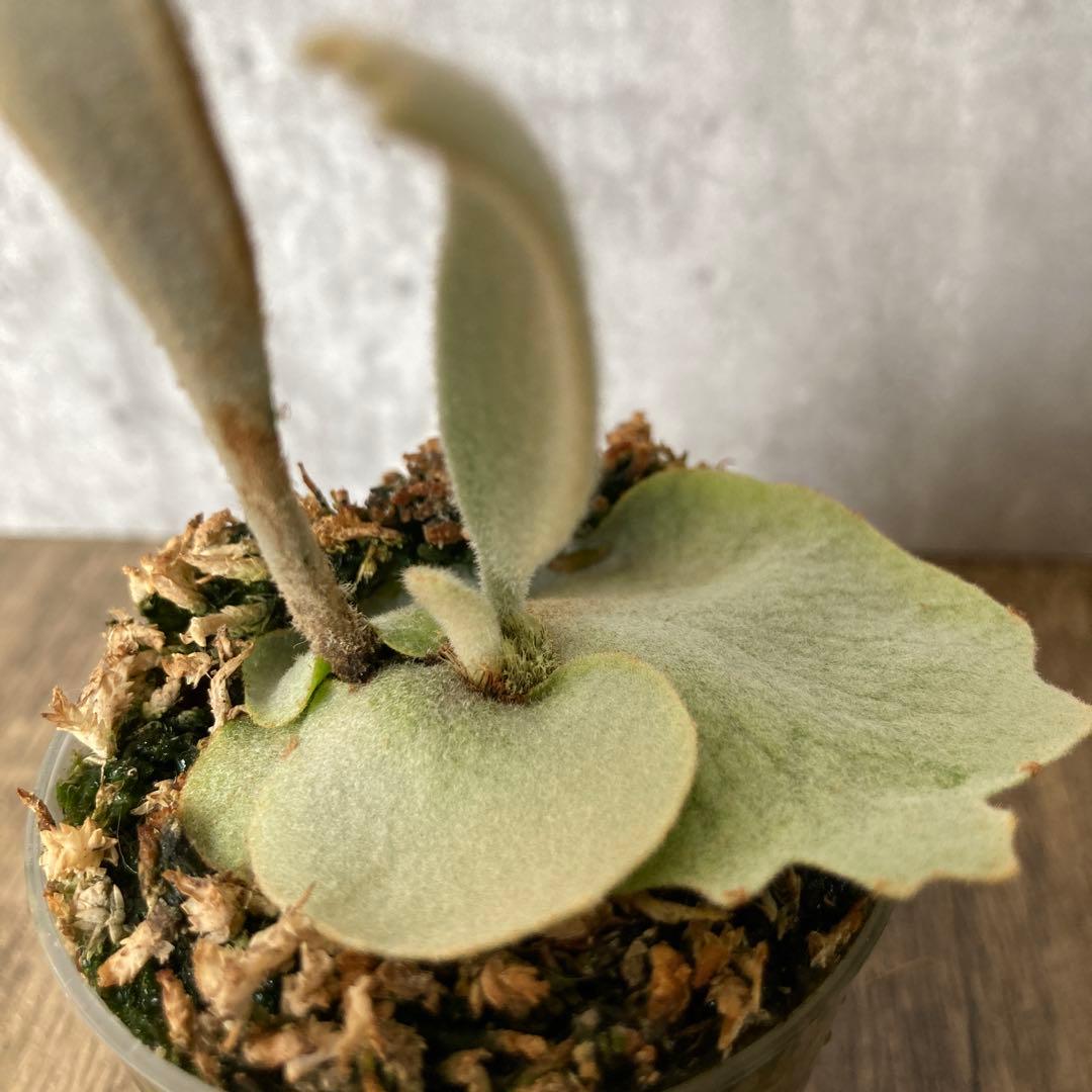 ビカクシダ ペドロ P.willinckii cv.Pedro OC株 ビカクシダ