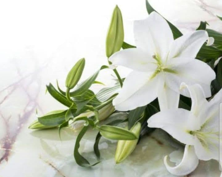 chamiiru　ガウディスキン　TAラージボトル ガウディスキン インナーモイストTAローション ラージボトル chamiiru