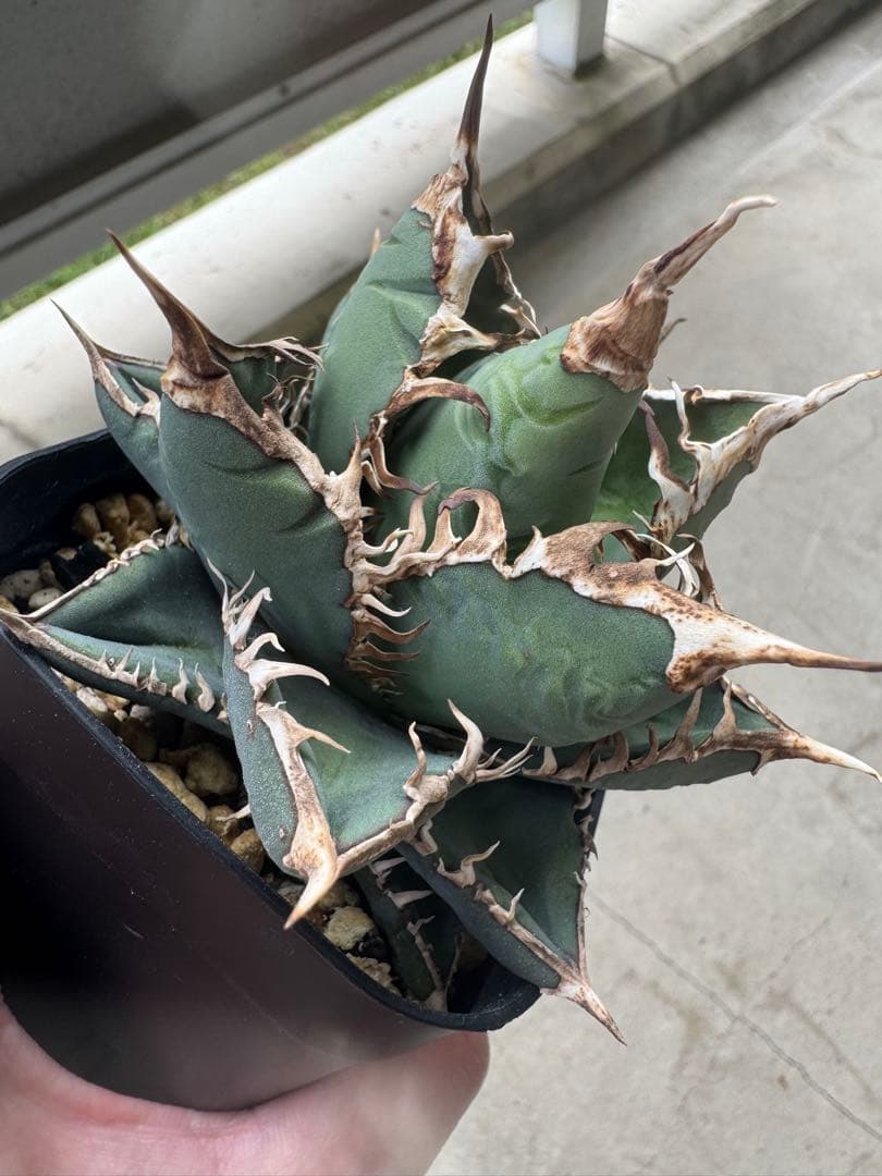 アガベ Hans実生01 - メルカリ