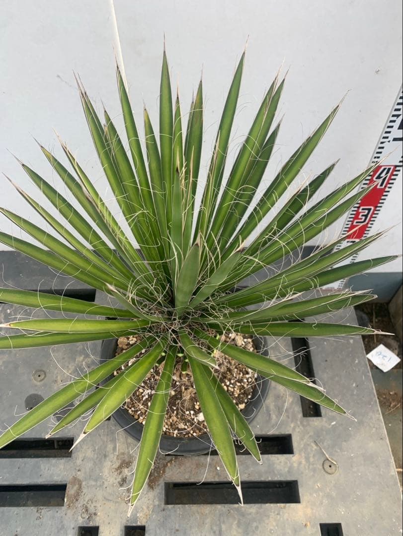 a*i様 ユッカ　フィリフェラ