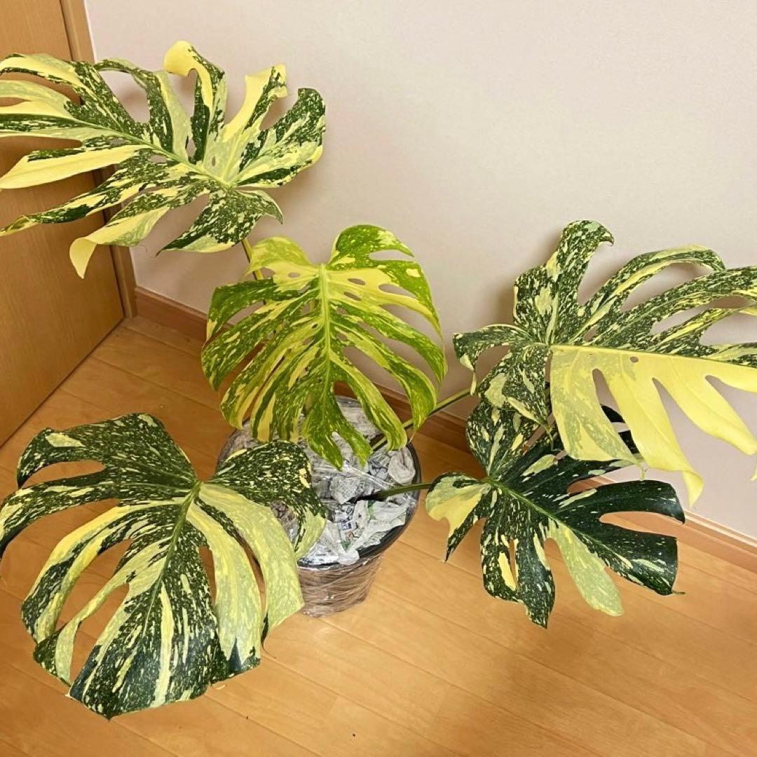 モンステラ デリシオーサ クリームブリュレ クレームブリュレ 確認用