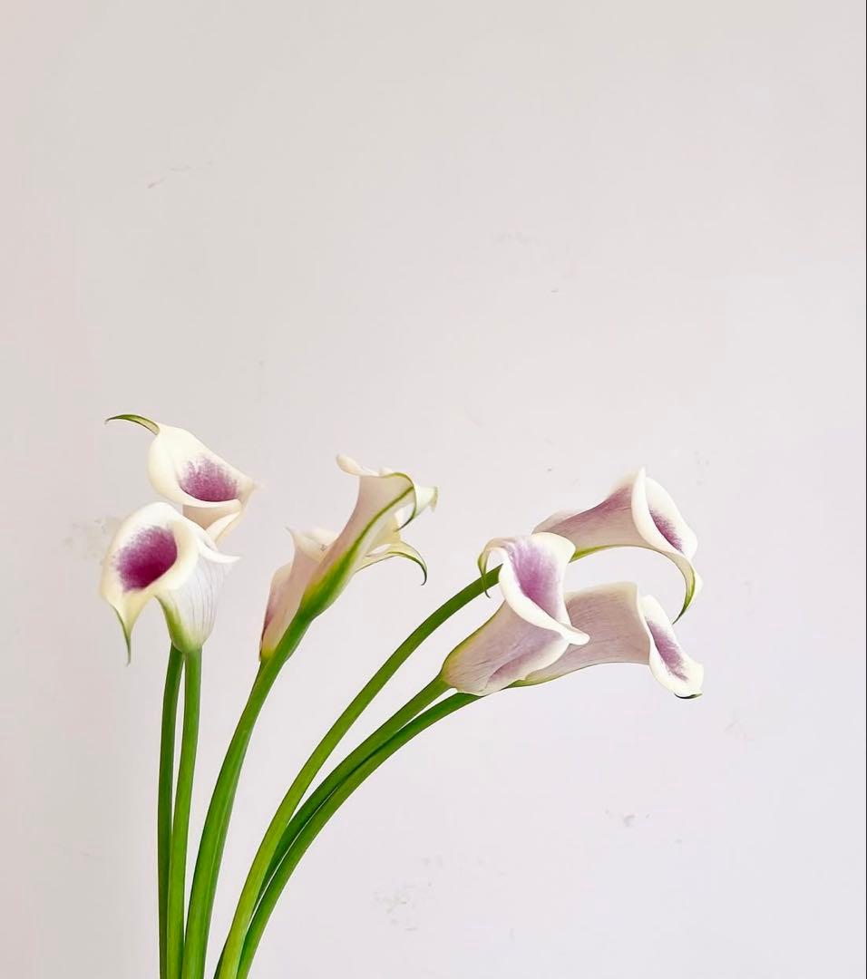 2個セット vos TRクリーム 保湿クリーム - メルカリ