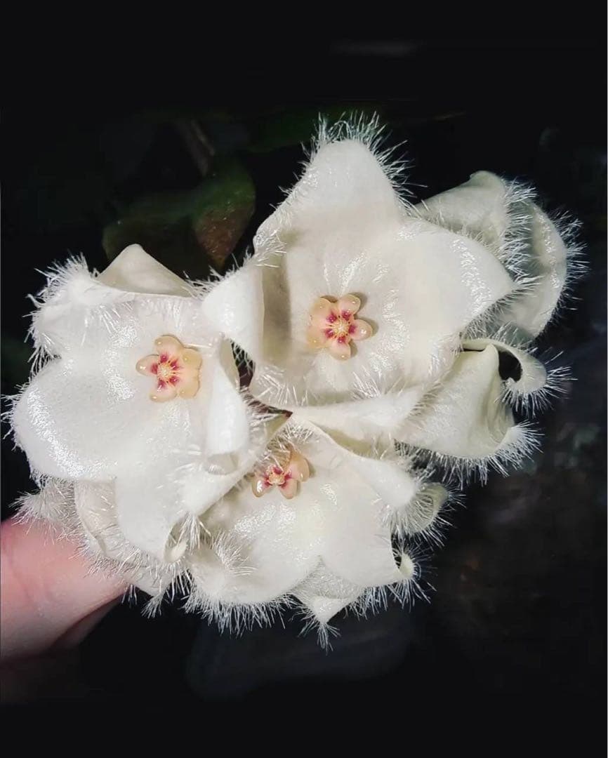 新着 新種 超レア 原種 ホヤ パラディセア サクララン 鉢花 - メルカリ