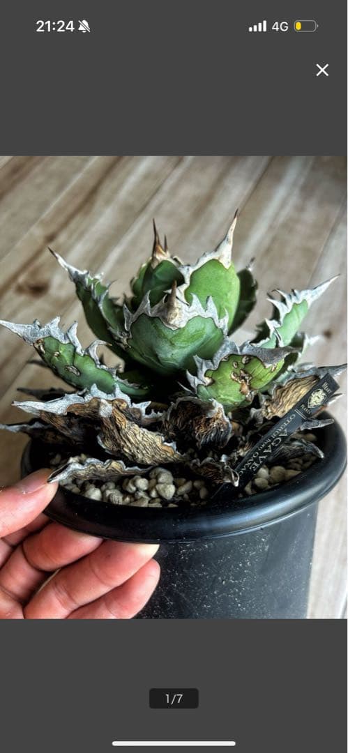 Heart Plants産 オアハカオテロイ 現地球 現地株 子株 アガベ - メルカリ