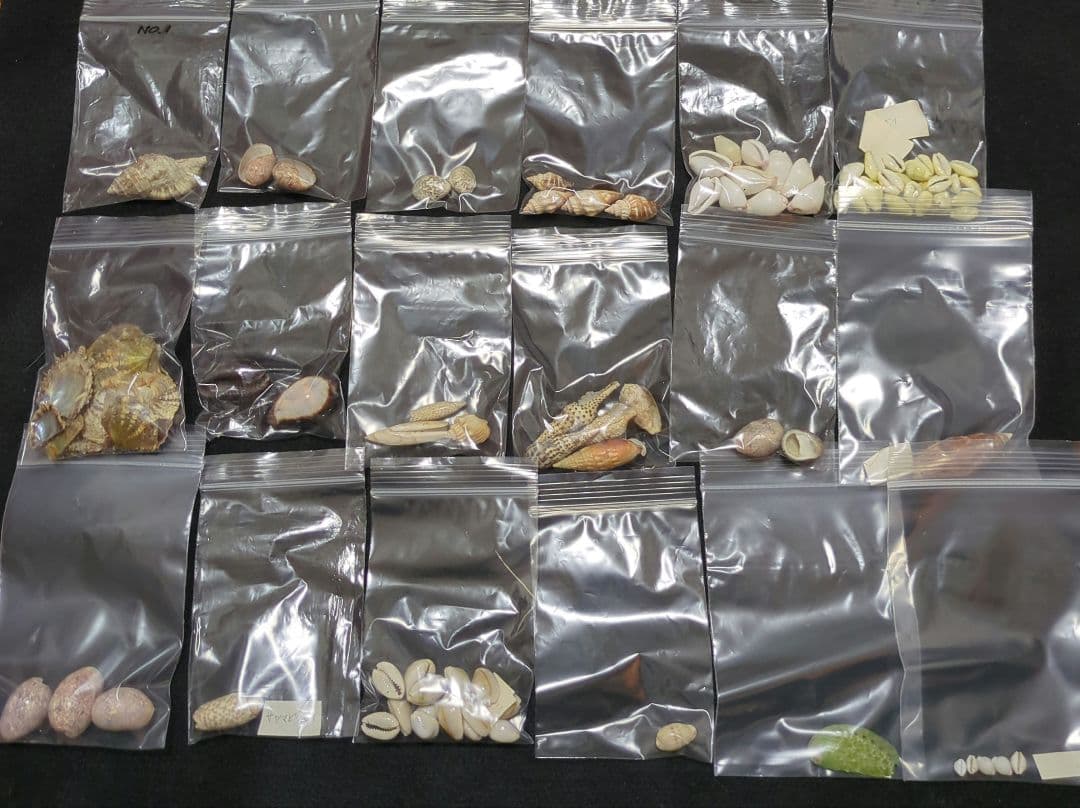 下*田様 貝殻 まとめ売り （タカラ貝等々…） 標本 - メルカリ