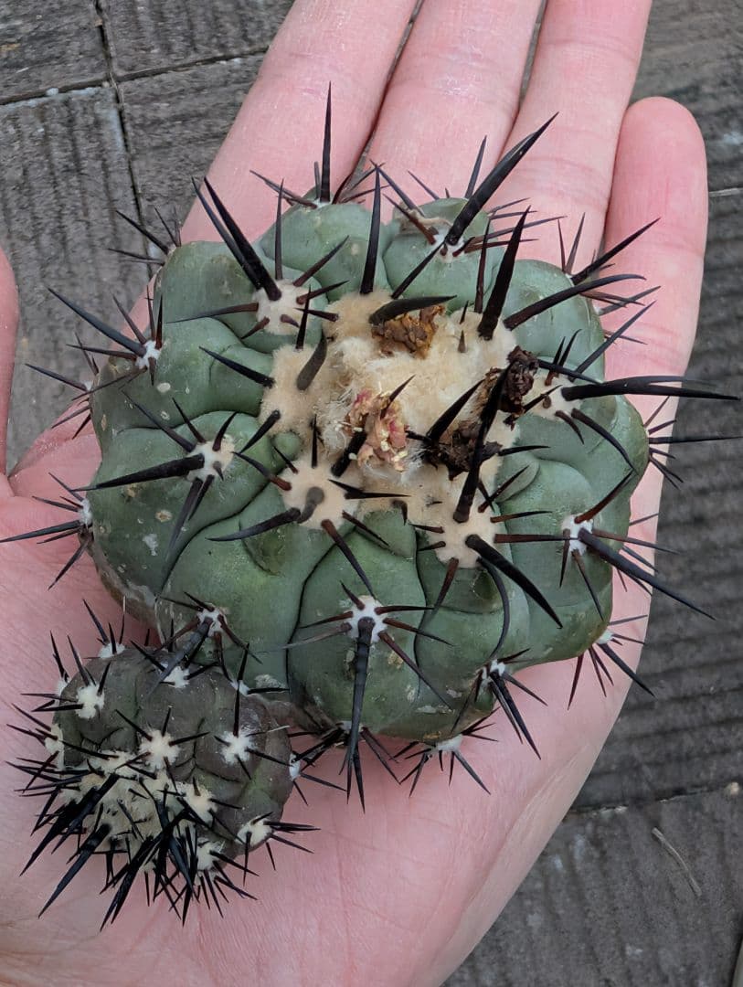 M*9様 【特選】コピアポア　シネレア　黒王丸③ コピアポア シネレア 黒王丸 | hanayoshi-botanical