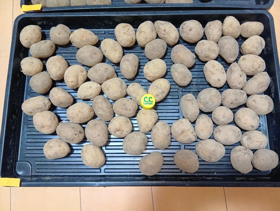 10kg m206 インカのめざめ 種芋 - メルカリ