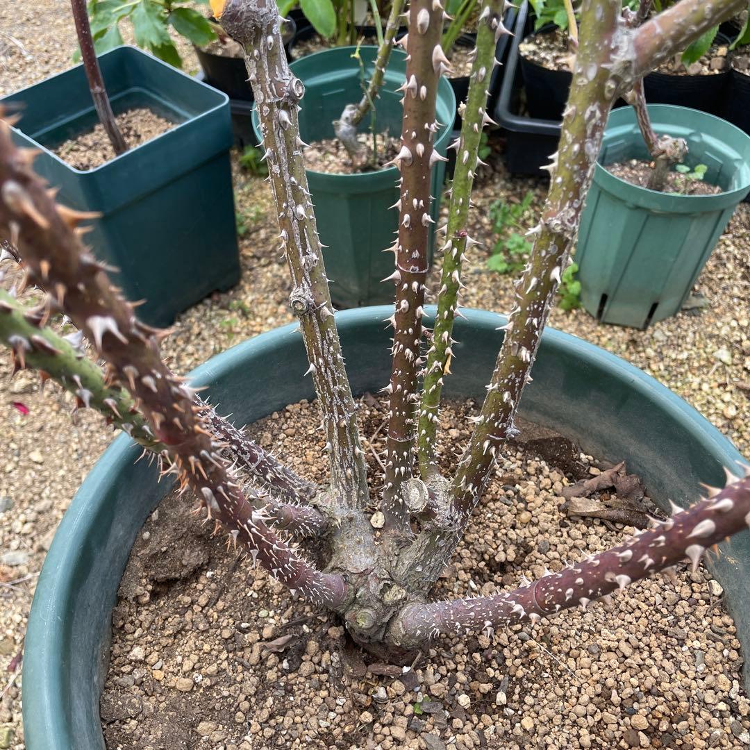 1.29癌腫無し 即購入可能】【ザスクワイヤー】廃盤ERイングリッシュ