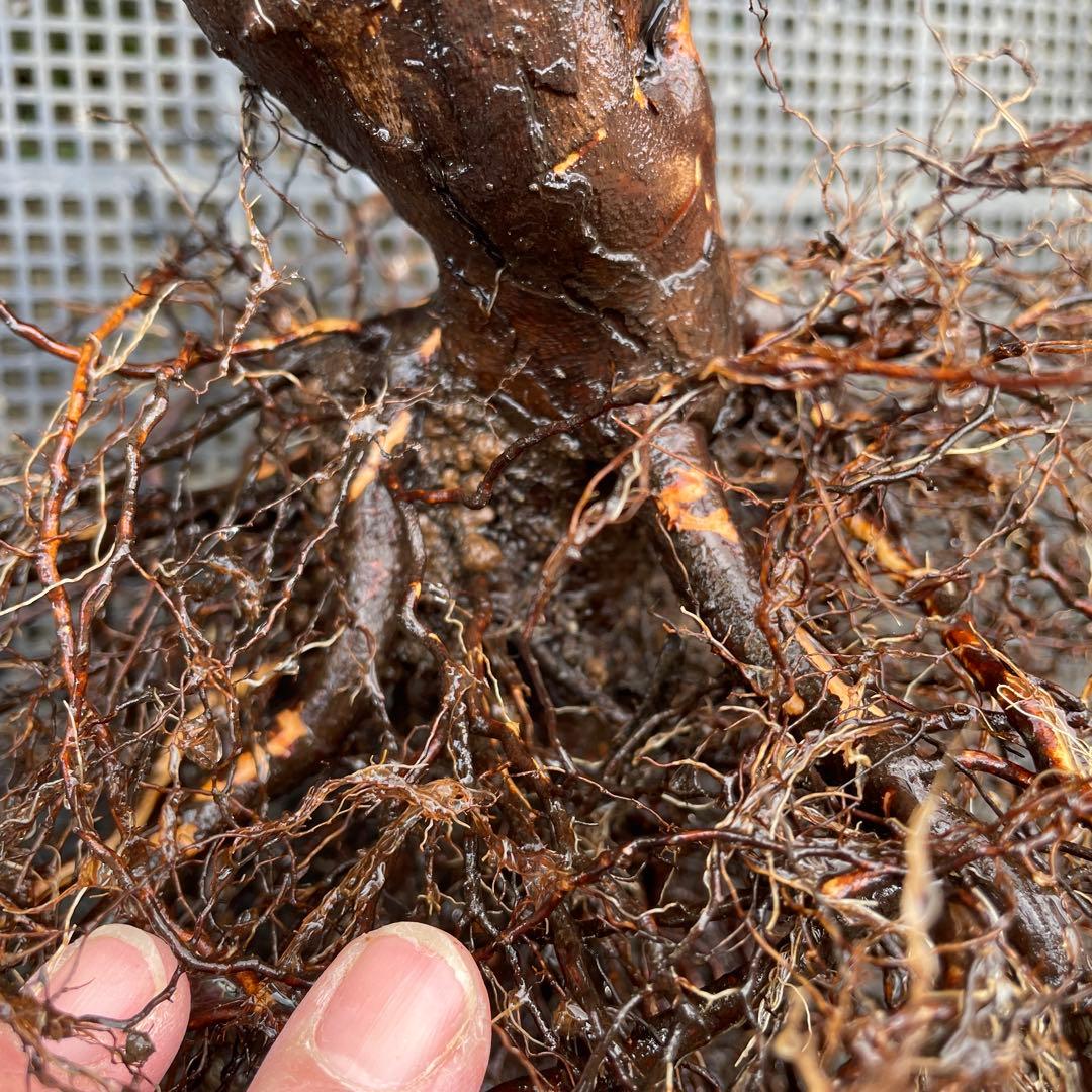 1.29癌腫無し 即購入可能】【ザスクワイヤー】廃盤ERイングリッシュ