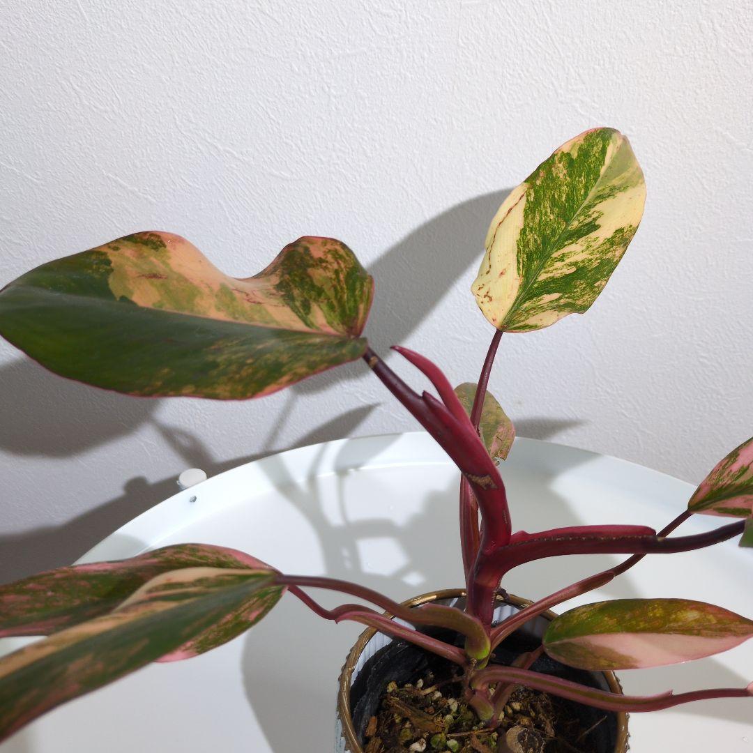 美斑・極株】フィロデンドロン ストロベリーシェイク /メルカリ便