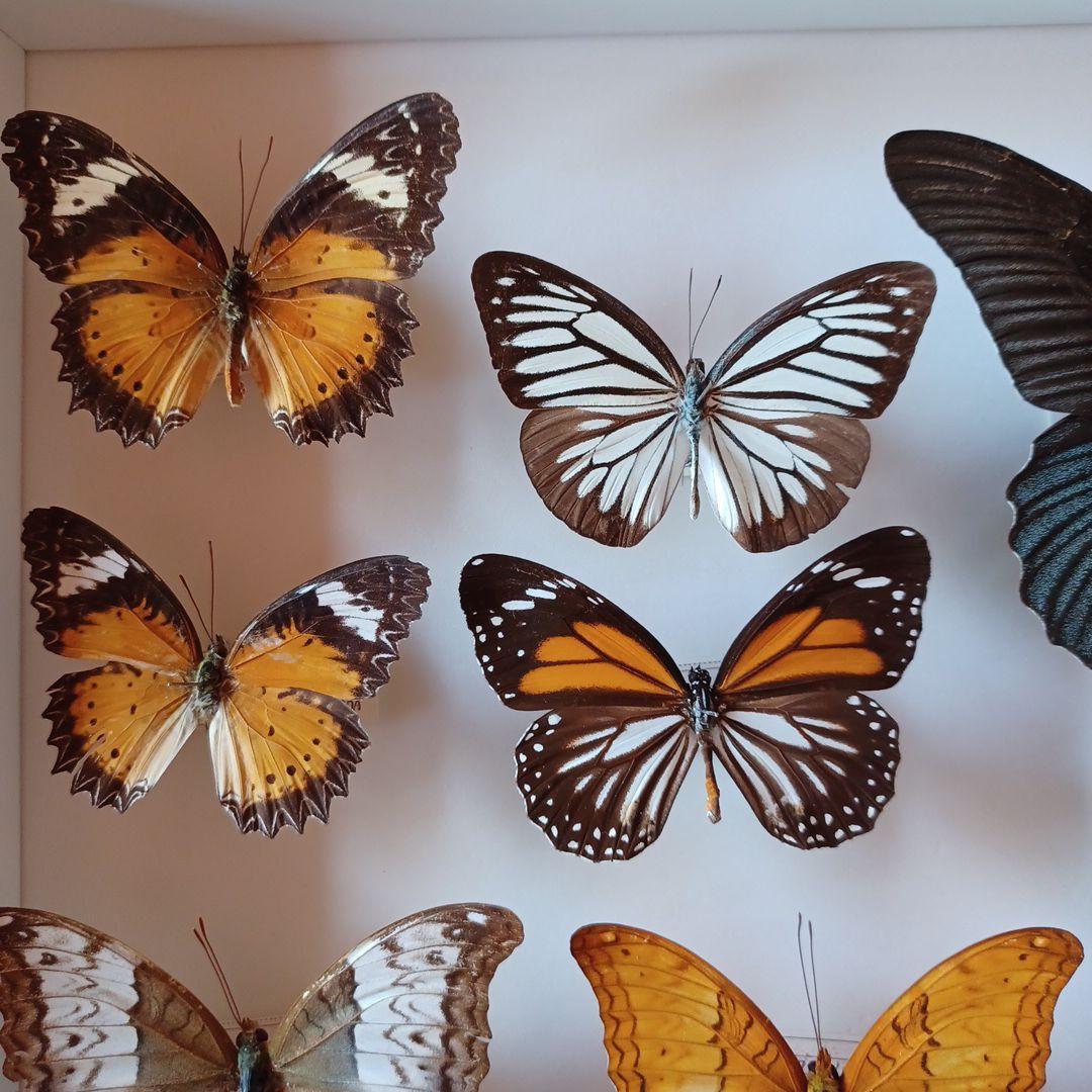 蝶標本 タイ サムイ島産24頭 +ドイツ箱中型
