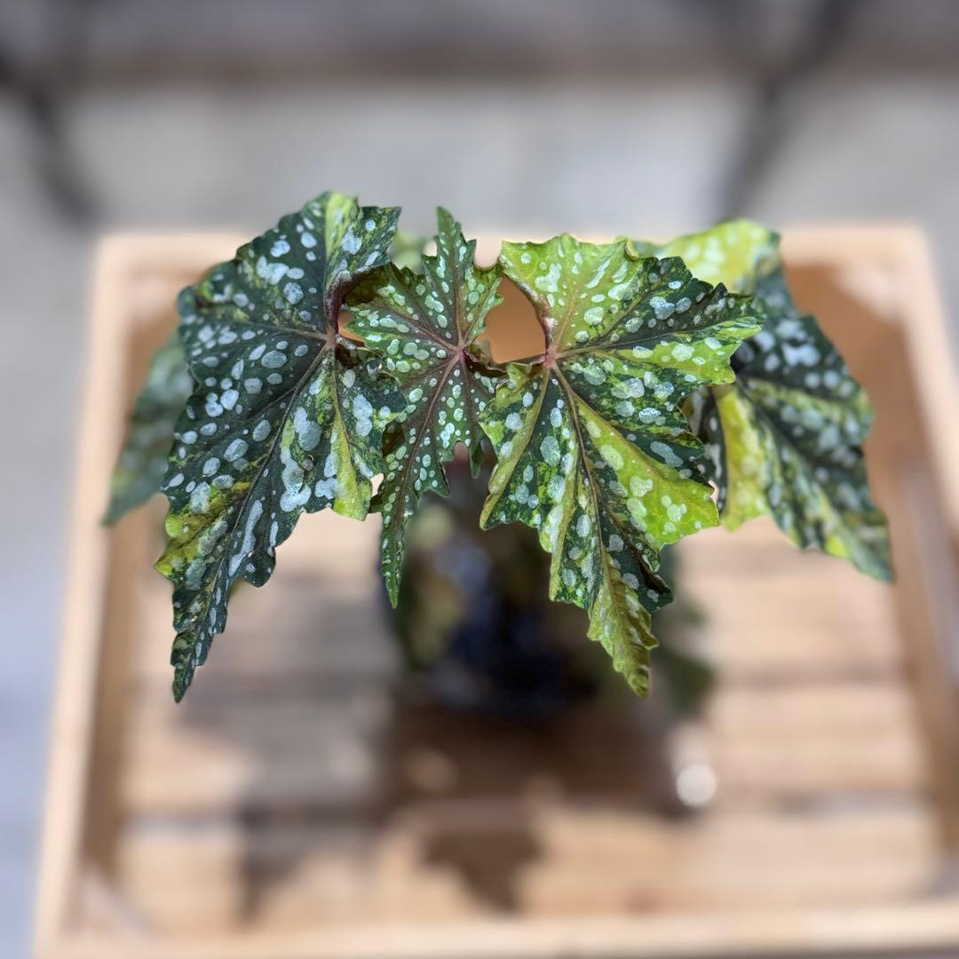 R*9様 10 ベゴニア イズモノキラボシ 斑入り ピンク斑に変化 激激レア