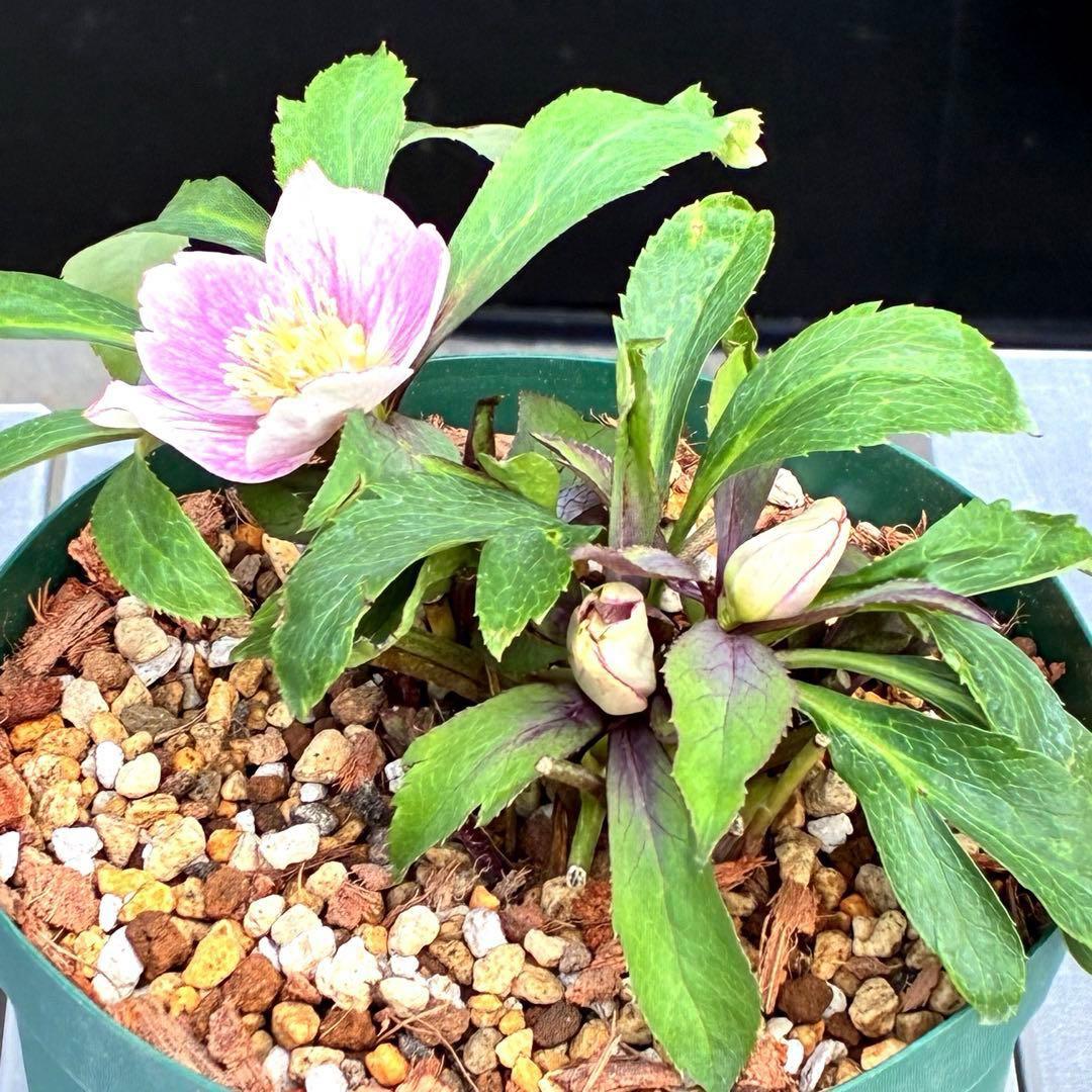 Y*i様 3551☘️蕾花付☘️超希少☘️筒型SD⭐️ポーセリン⭐️小輪⭐️ぼか