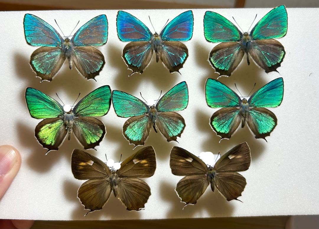 コエポン　標本　展翅済みハヤシミドリシジミ キリシマミドリシジミ
