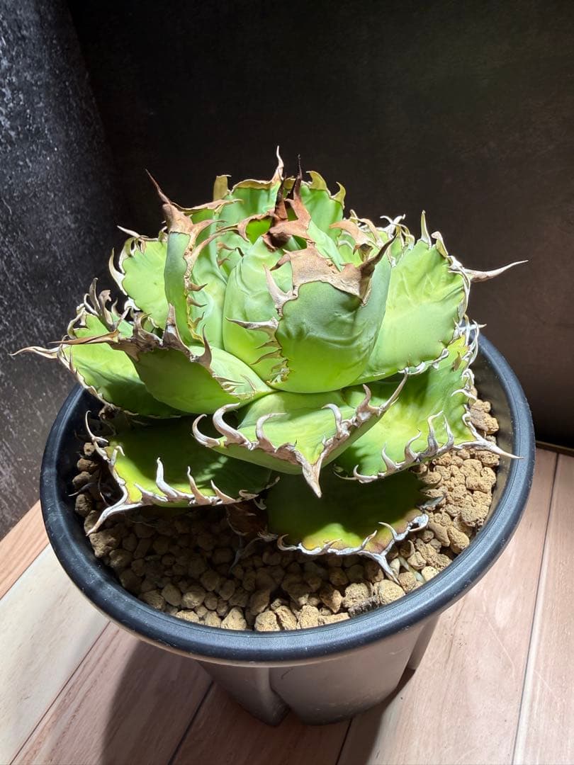 アガベ [フィリグリー]｜匿名配送・鉢ごと発送•コレクション株 - メルカリ