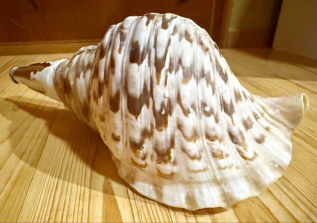 修験道法螺貝36㎝ 山伏 密教 魔除け 熊よけ❣️ホラガイ ほら貝 - メルカリ