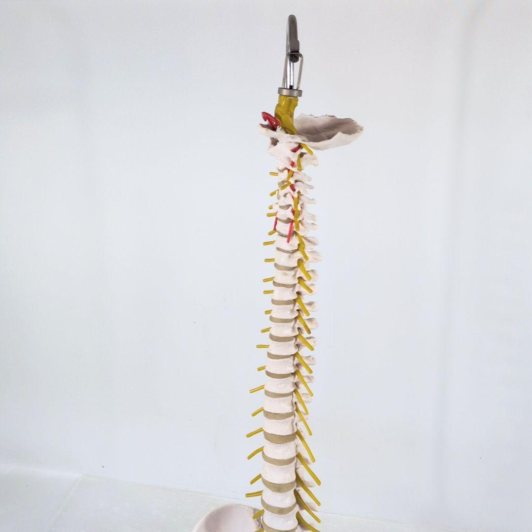 脊椎骨格模型 標本 脊椎 脊柱 背骨 現状品 - メルカリ