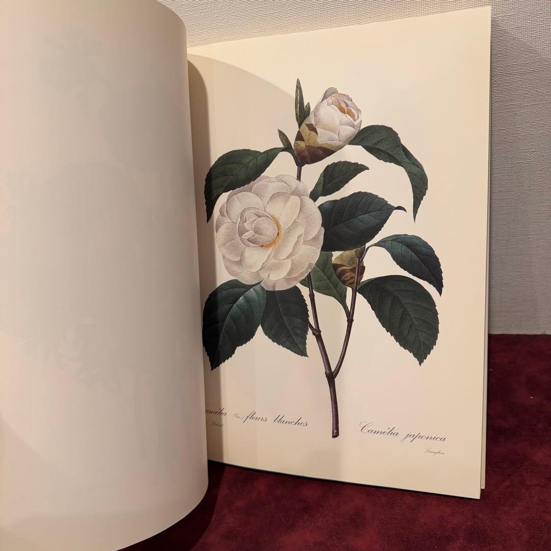 223B②1997年植物図鑑 植物画 洋書古書 ジャンクジャーナル ボタン