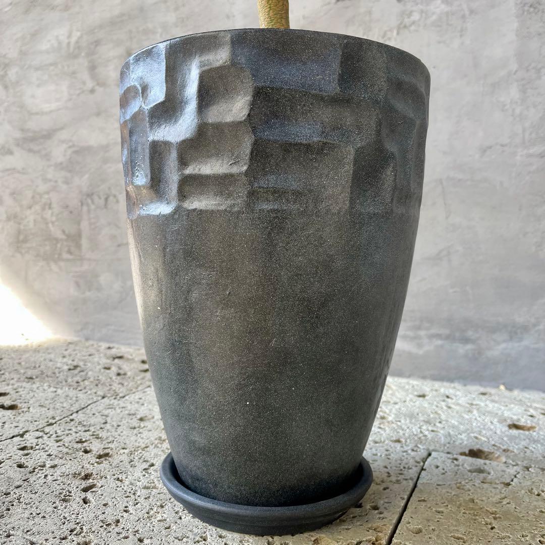 美形 大型 幹極太 エバーフレッシュ 朴仕立て 陶器鉢 植え込み発送