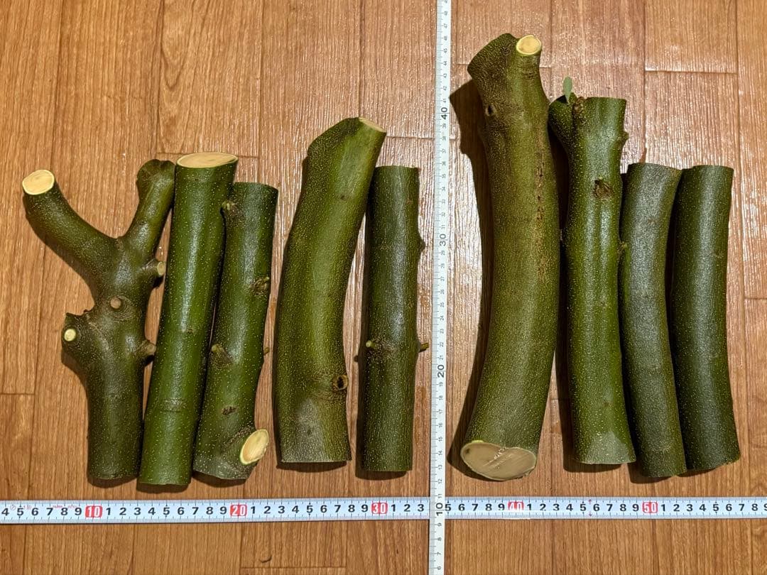 オリーブ【極太】挿し木 太木挿し 無農薬 フレッシュ - メルカリ