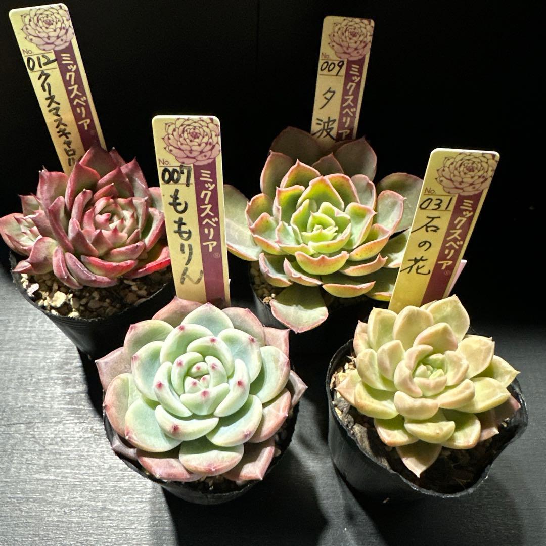 し*ん様 おらいさん苗10点セット　まだまだ成長お楽しみに♡ 札なし