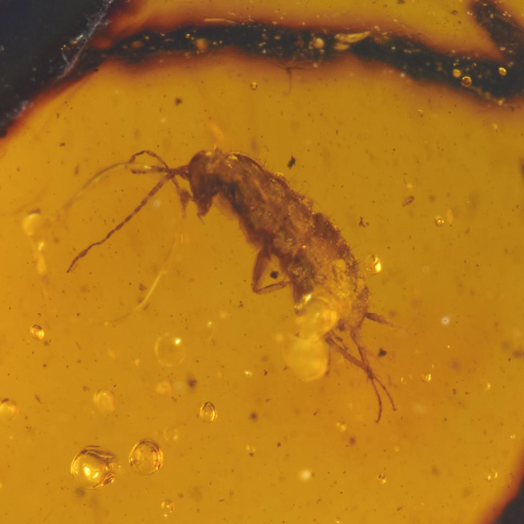 ZB373虫入り琥珀化石 ミャンマー カムティかタナイ産 9900万年前