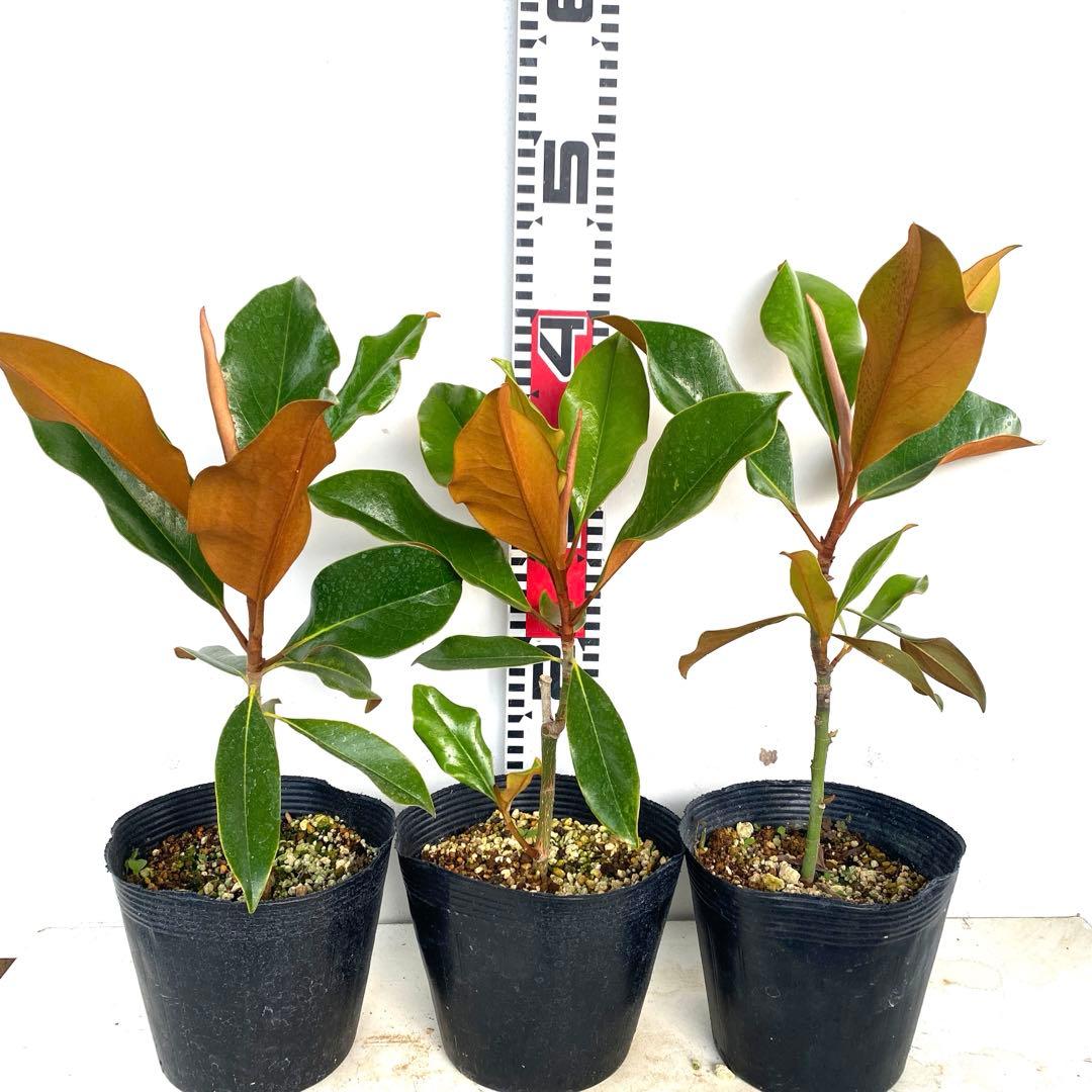 3. ケイパレス 泰山木 タイサンボク 苗 苗木 小型品種 - メルカリ